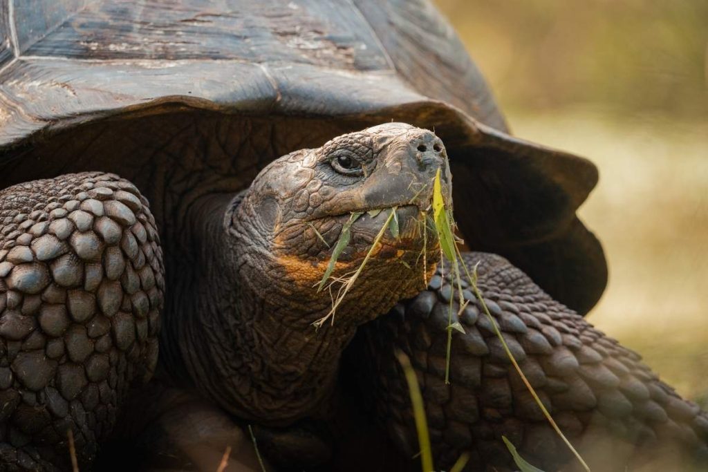 galapagos tortoise
