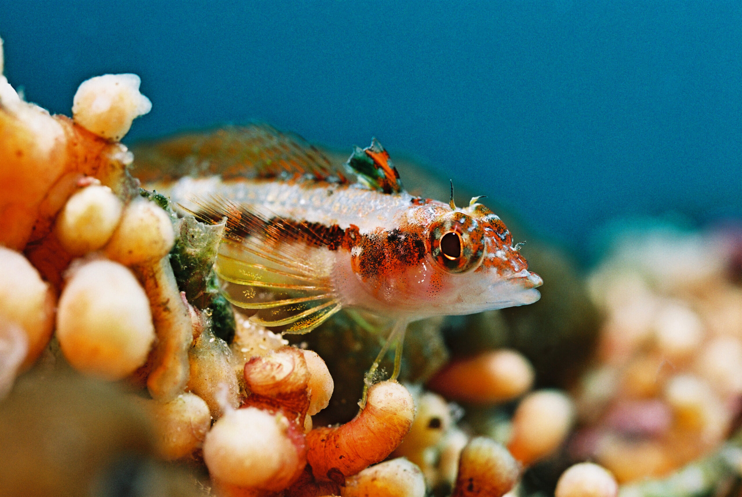 unique fist in the galapagos islands wildlife in the Galapagos islands