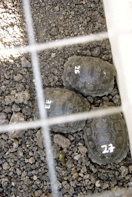 Baby Tortoises at the charles darwin research station Baby Tortoises at the charles darwin research station in the galapagos islands