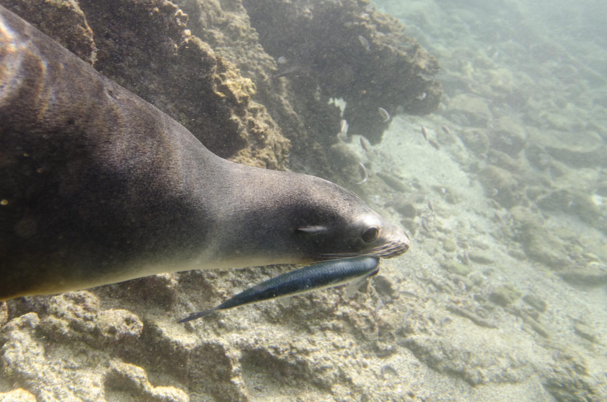 sea lion underwater in the galapagos islands sea lion swimming underwater in the galapagos islands