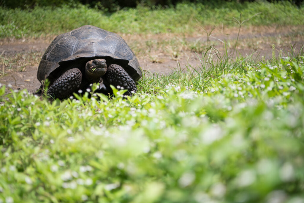 Galapagos wildlife cruise