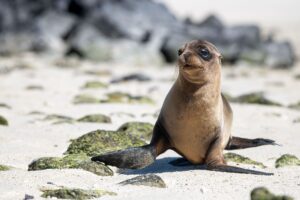 World Wildlife Day in the Galapagos