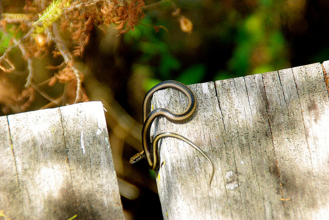 snake at the Charles Darwin Research Center snake at the Charles Darwin Research Center