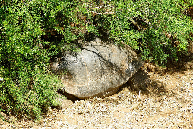Tortoises at the charles darwin research station in the galapagos islands Tortoise hiding in the bush at the Charles Darwin Research Station