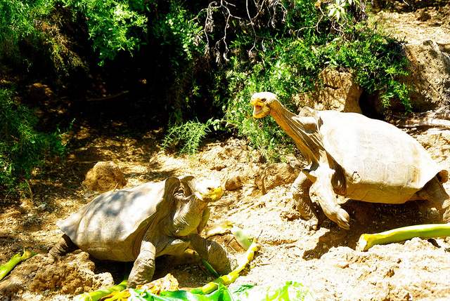 Galapagos Male Tortoises Fighting Two Galapagos Tortoises at the Charles Darwin Research Station in the Galapagos Islands