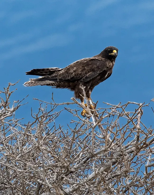 ecoventura-explore-galapagos-wildlife-2-05