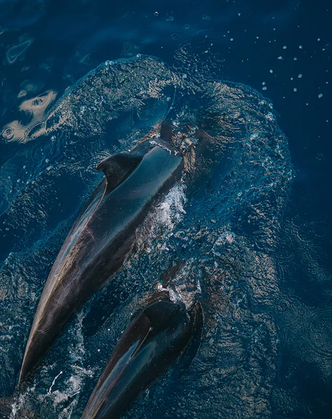 ecoventura-explore-galapagos-wildlife-2-06