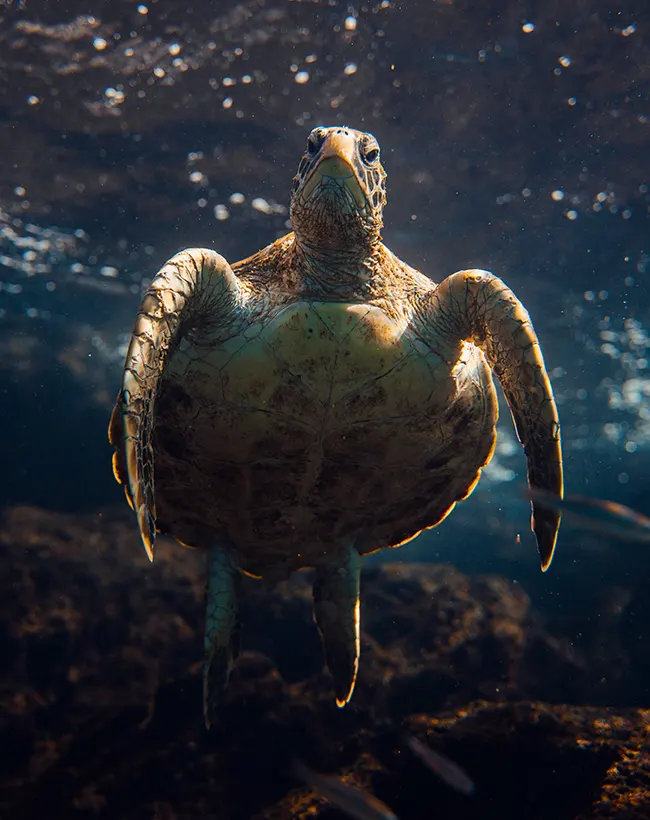 ecoventura-explore-galapagos-wildlife-2-09