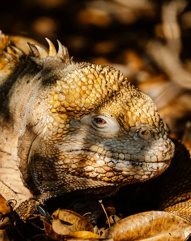 ecoventura-explore-galapagos-wildlife-2-12