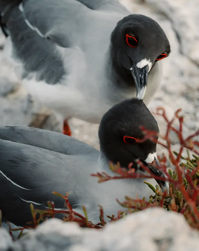 ecoventura-explore-galapagos-wildlife-2-13
