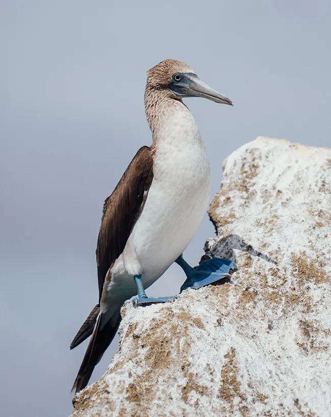 ecoventura-explore-galapagos-wildlife-2-15