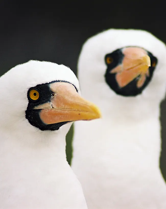ecoventura-explore-galapagos-wildlife-2-16