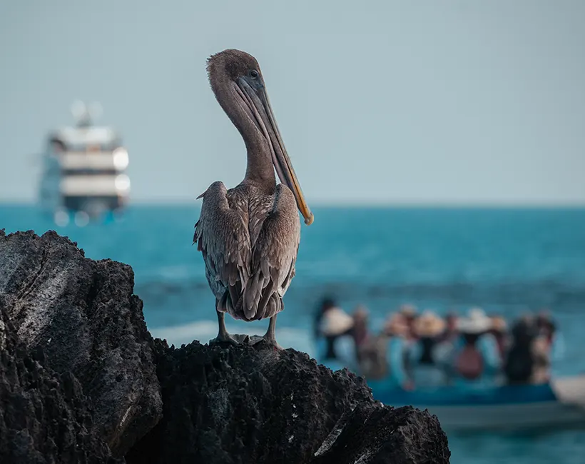 Galapagos wildlife photography tour