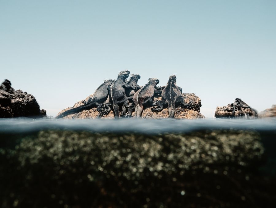 a group of marine iguanas in the galapagos