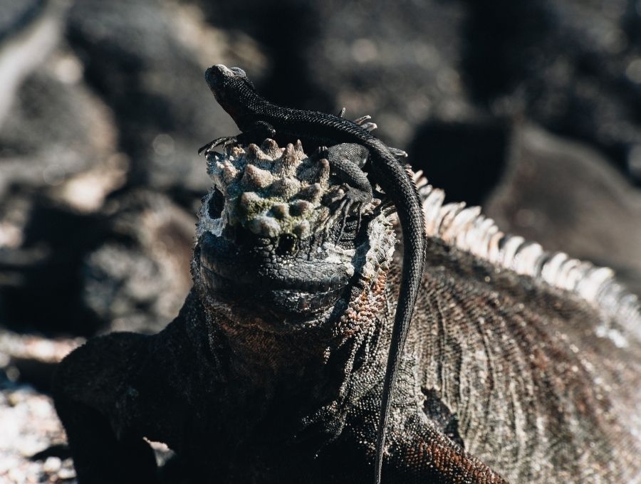 a group of marine iguanas in the galapagos
