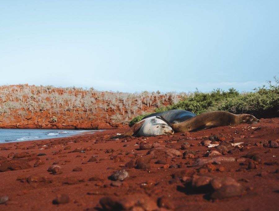 Galapagos Sealions