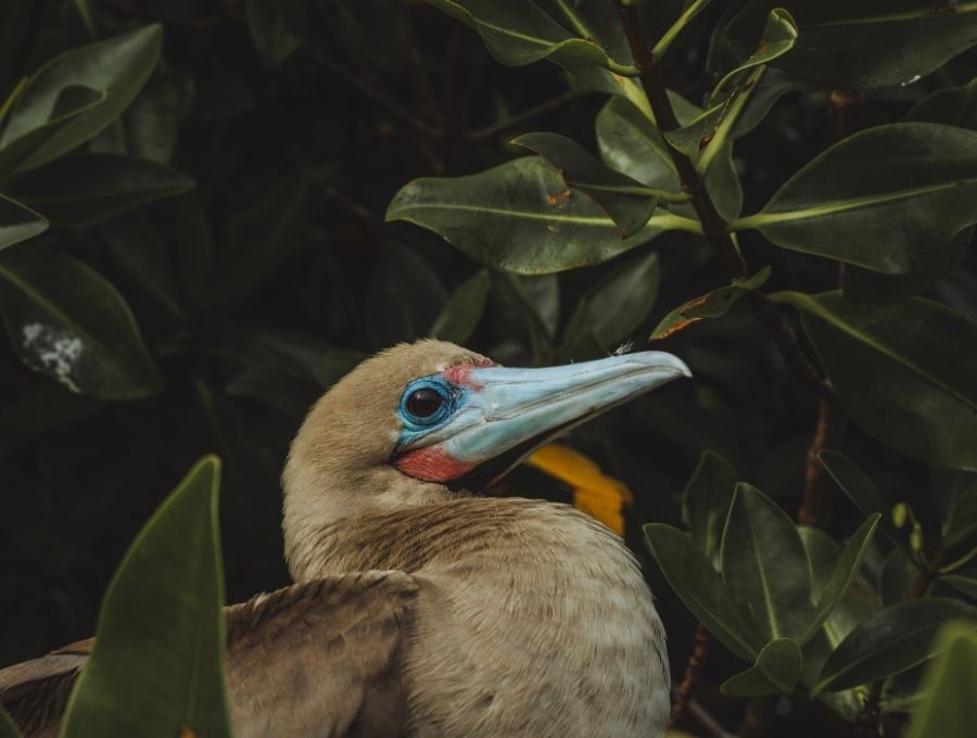 abundant wildlife in the galapagos islands