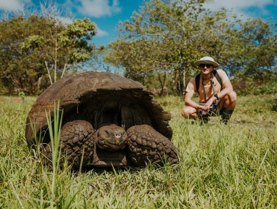 ecoventura giant tortoises
