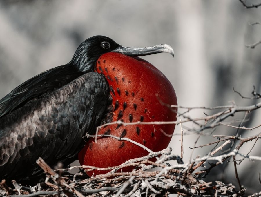 Frigatebirds galapagos