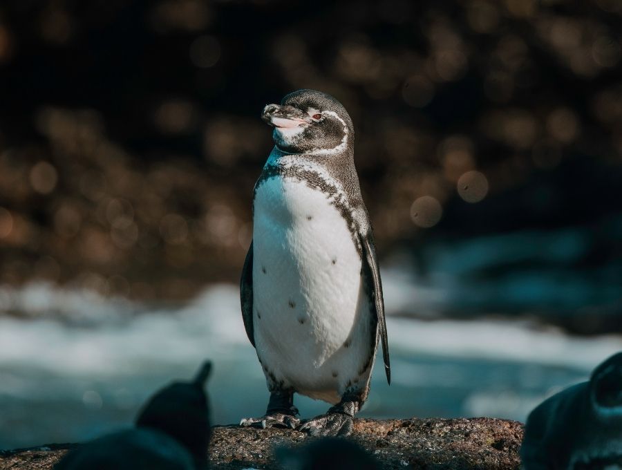galapagos pinguins