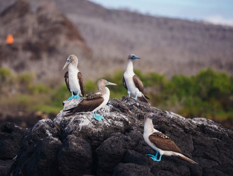 blue footed birds galapagos