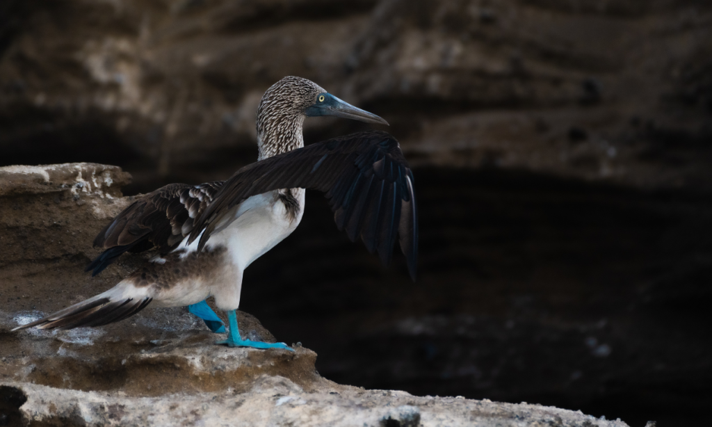 Galapagos snorkeling conditions by month