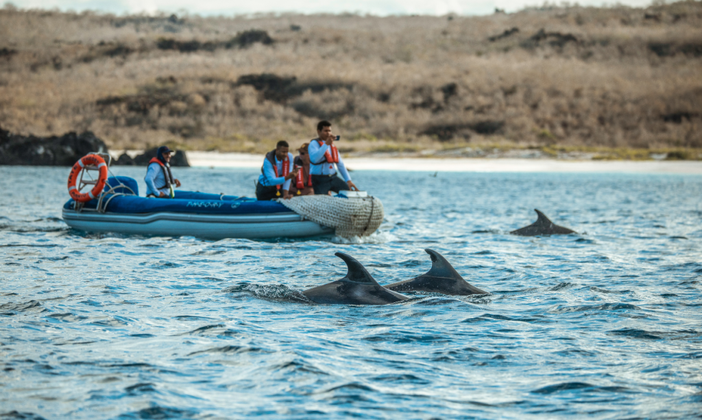 Galapagos sea lion pupping season