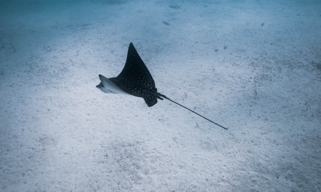 Blue-footed booby mating season Galapagos
