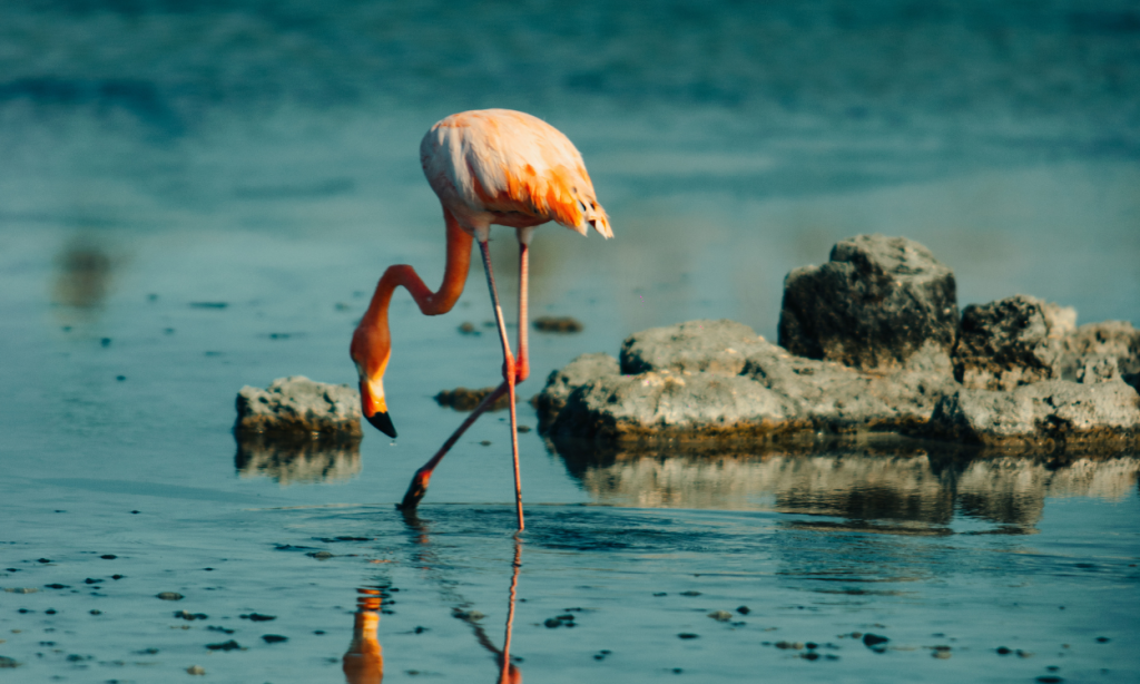 Galapagos warm wet season January to May