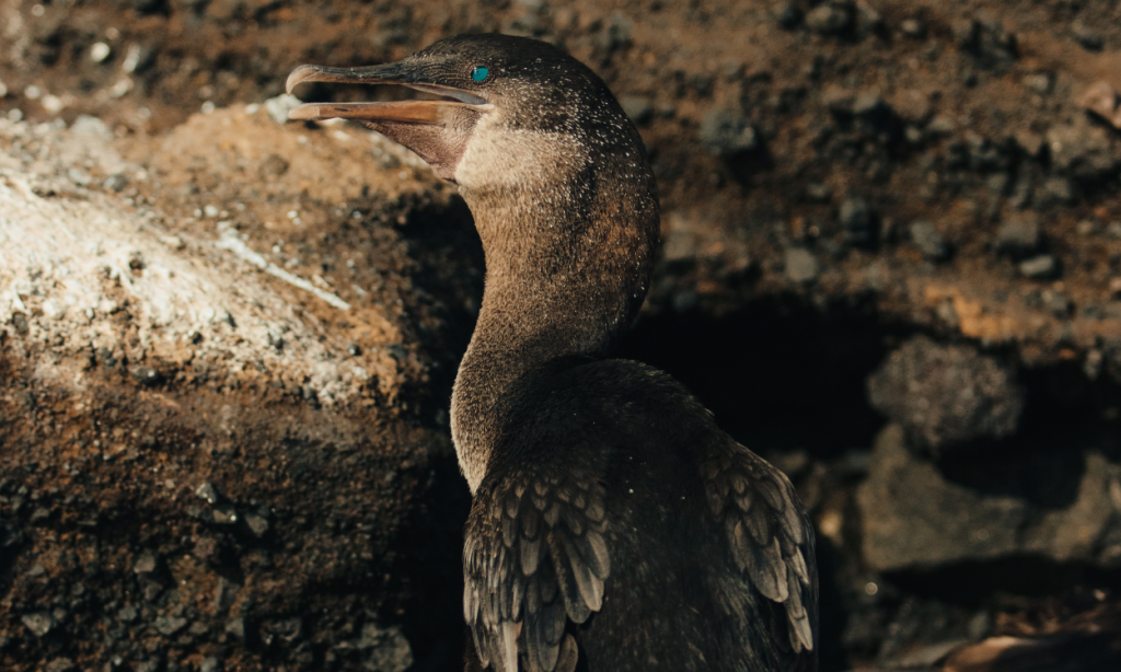 Galapagos Southern Central route itinerary