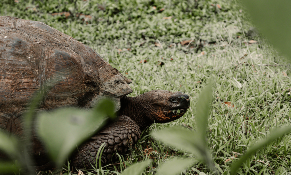Best month for Galapagos giant tortoise sightings