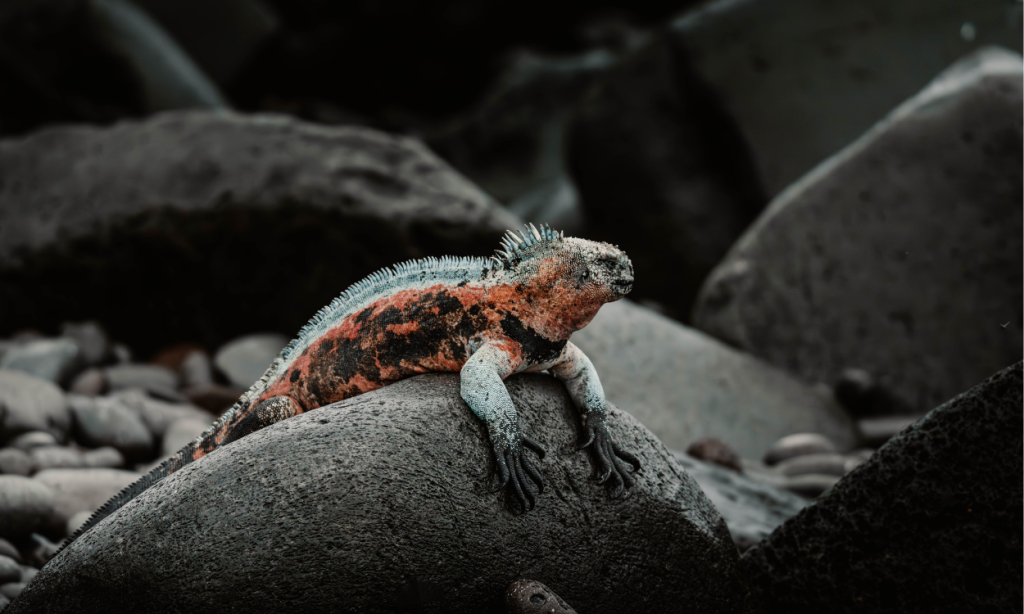 Galapagos wildlife events by month