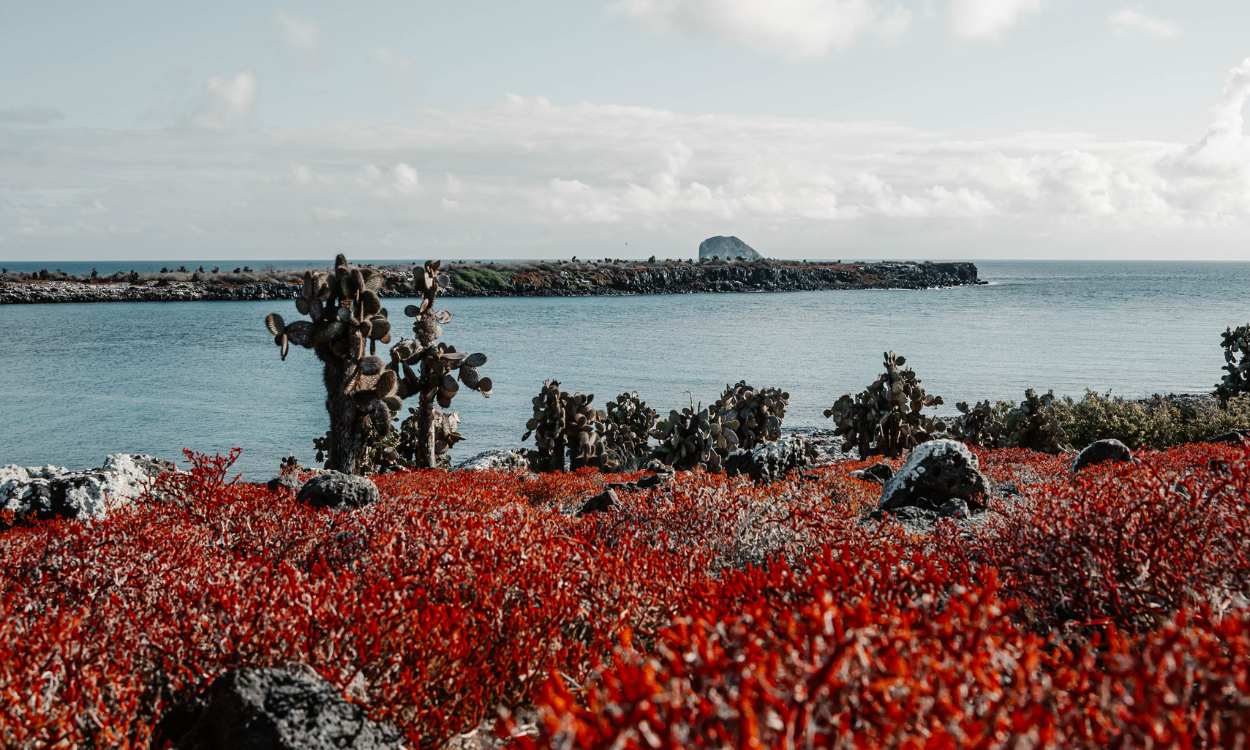 When is the best time to visit the Galapagos Islands - Ecoventura