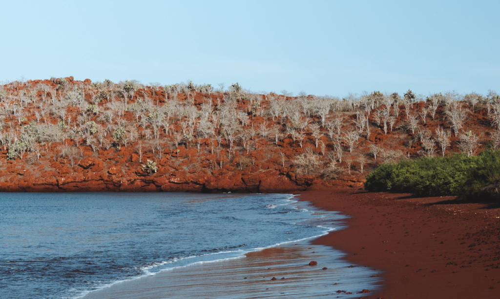 Galapagos penguin sightings Itinerary B