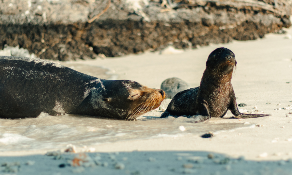 Galapagos birdwatching opportunities by month