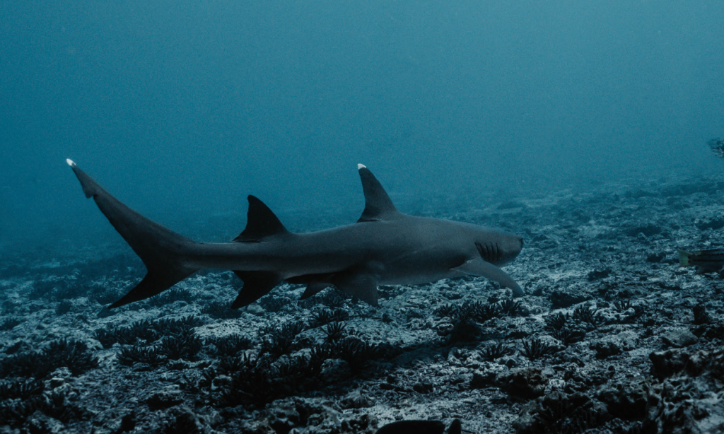 Galapagos ocean currents warm and cold seasons