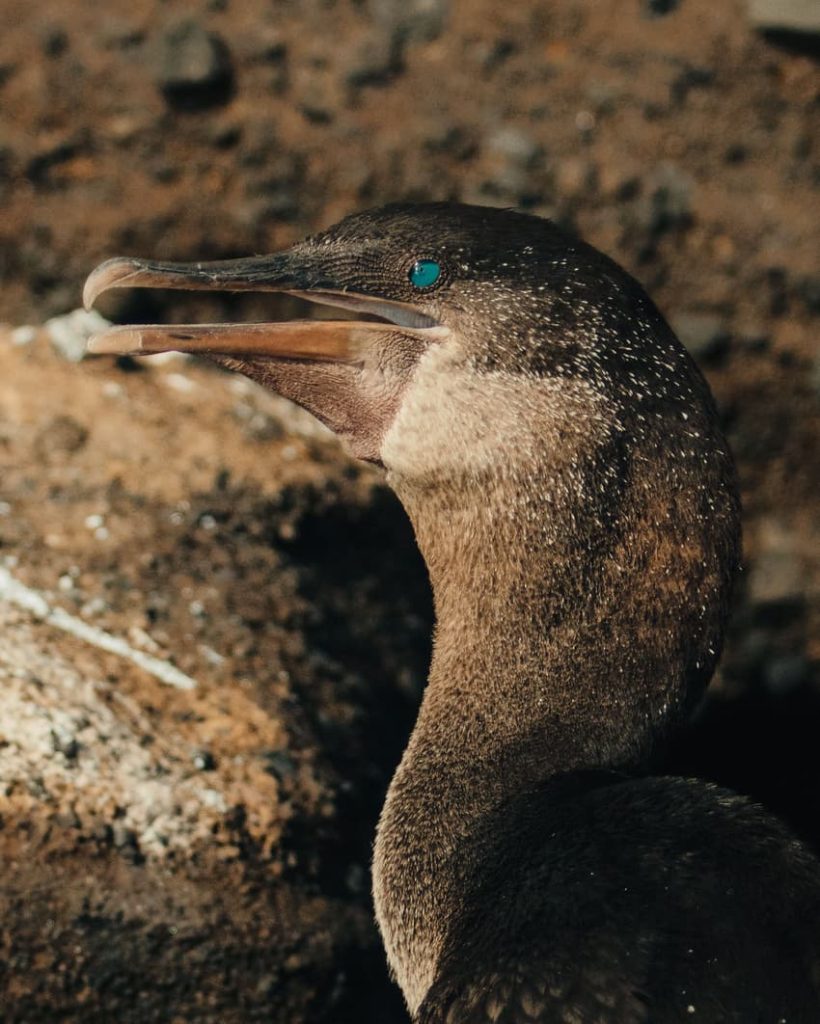 Flightless cormorant