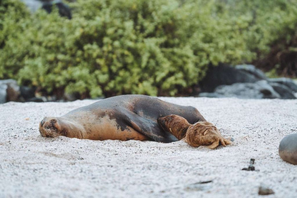 Galapagos sea lion snorkeling adventures