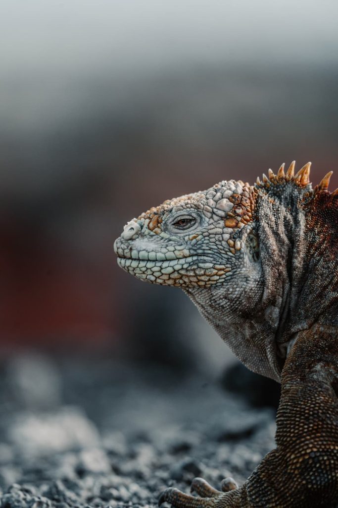 Galapagos Biodiversity & Education for Sustainability Fund