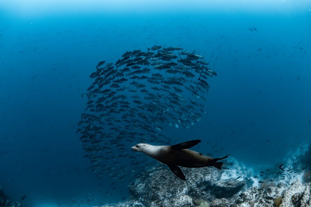 Relais & Châteaux Galapagos cruise