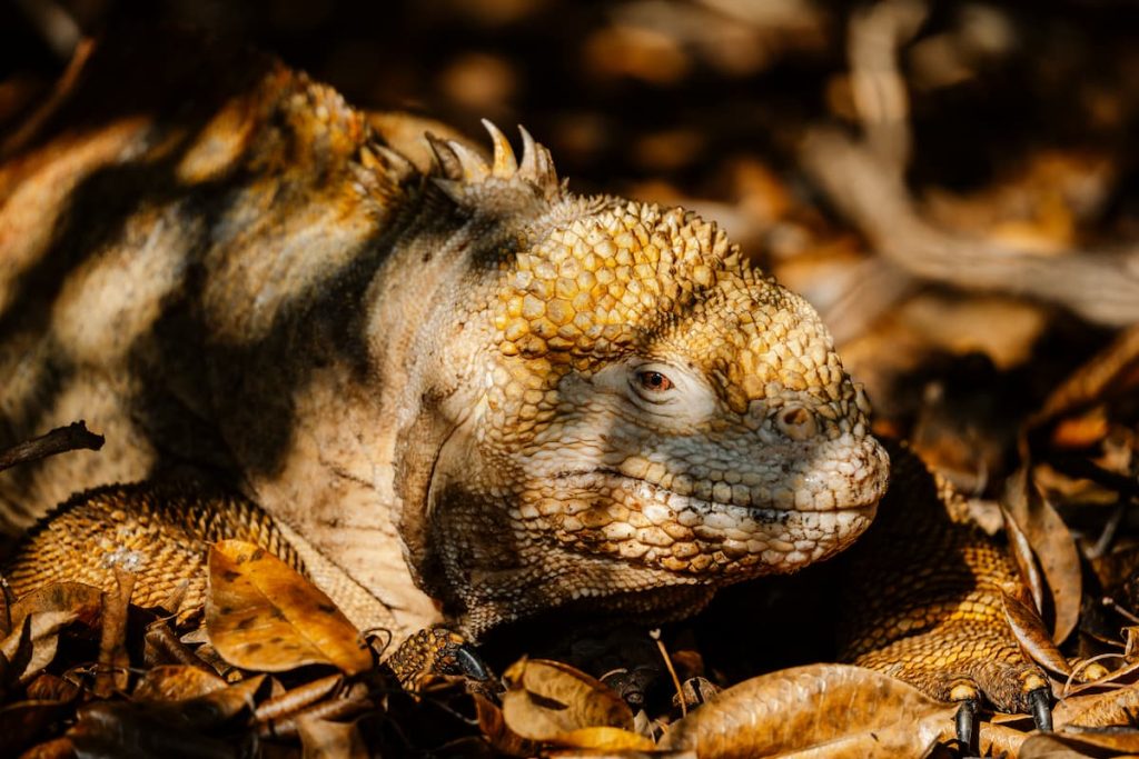 Galapagos marine iguana algae-diving adaptation