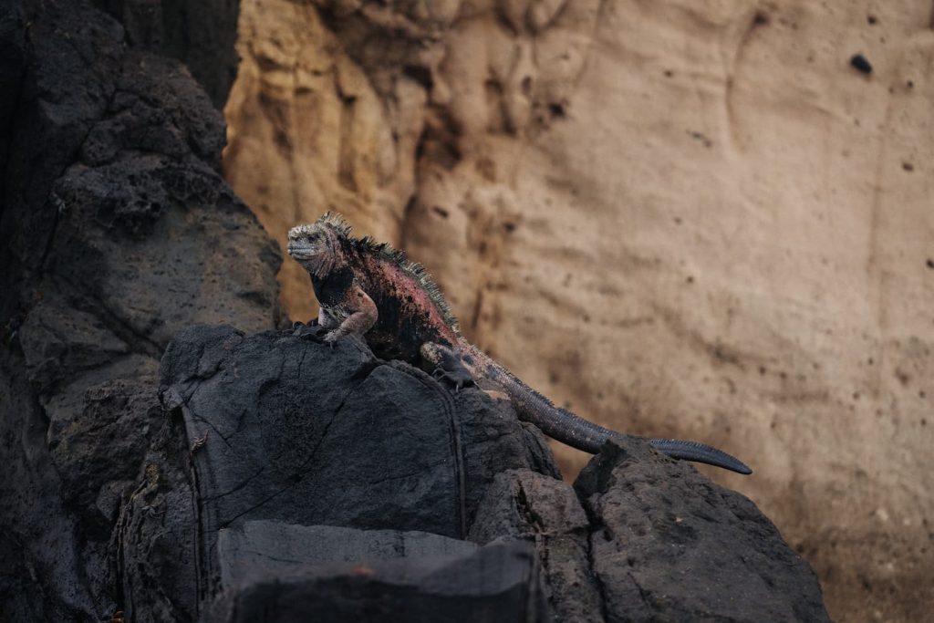 Galapagos land iguana cactus-feeding survival