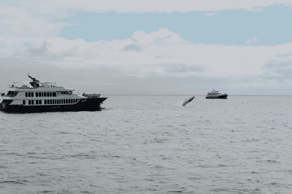 Galapagos whale watching season June to September