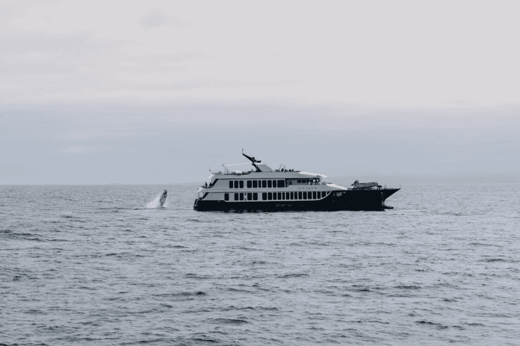 Humpback whale sightings Galapagos Bolívar Channel