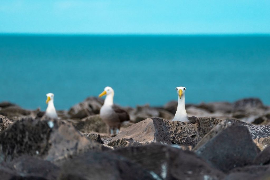 Ecoventura’s Photography & Birding Departures