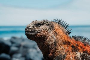 Galapagos photography & birding guide