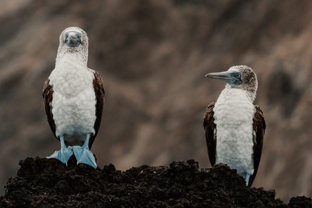 Galapagos photography guide