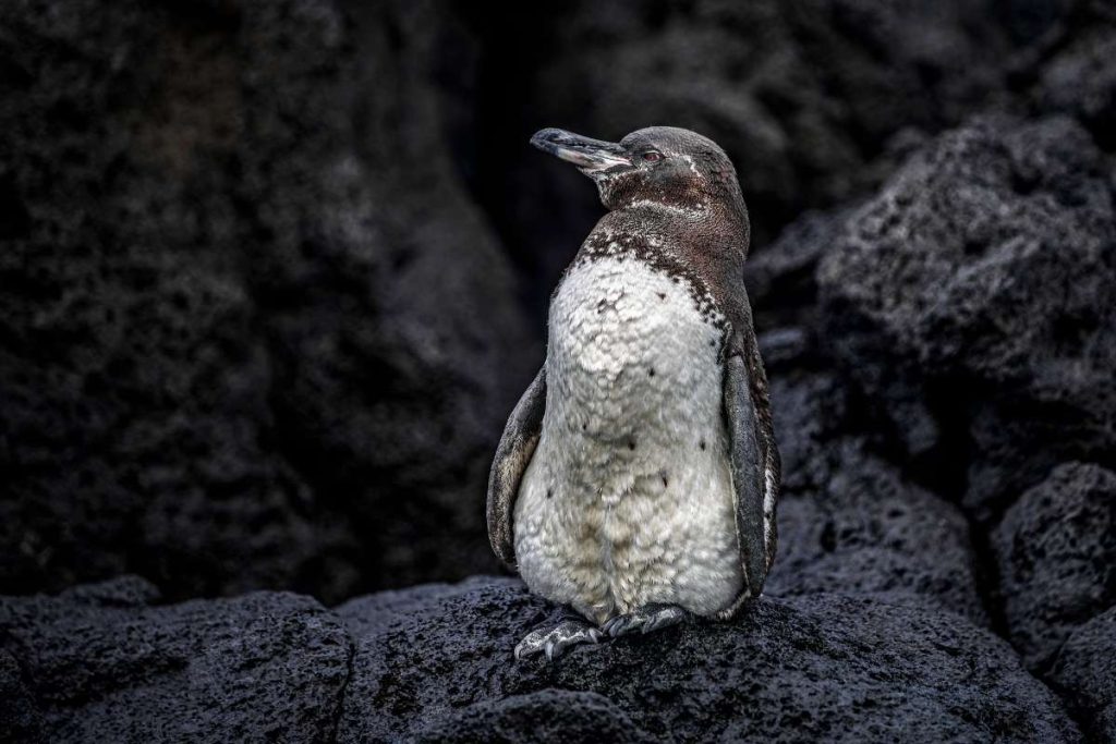 landscapes Galapagos experience