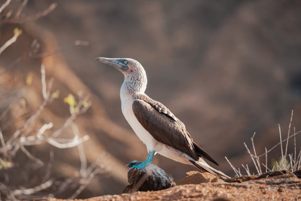 7-night Galapagos cruise