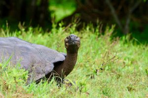 Giant Tortoises of Santa Cruz
